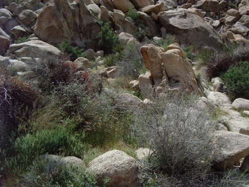 IMGP2453