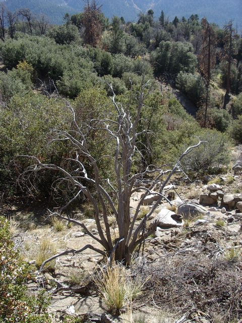 IMGP5449.JPG